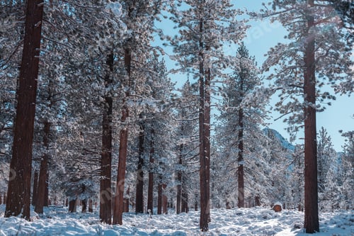 Preview: Winter forest