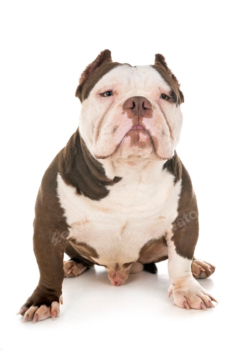 Preview: male american bully