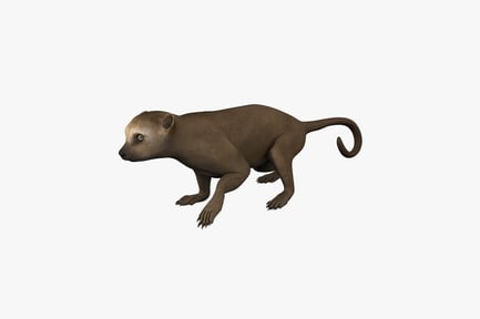 Preview: Mongoose in quadrupedal stance with extended tail