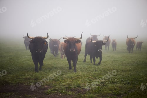 Preview: Cows in the fog in Bavaria Germany