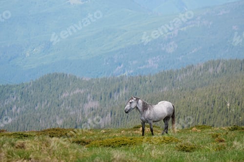 Preview: Horse in the mountains
