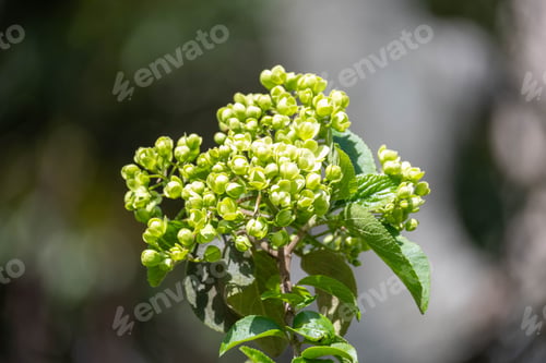 Preview: Close-up of green flower buds on a branch with a blurred background