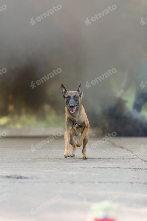 Preview: Belgian Shepherd Malinois dog outdoor. Dog with colorful smoke