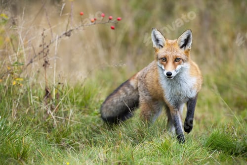 Preview: Red fox approaching on meadow in autumn nature