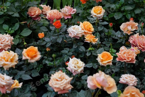 Preview: Macro photography of a beautiful soft fresh smooth orange rose.