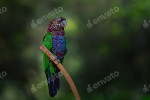 Preview: Red-fan Parrot bird (Deroptyus accipitrinus)
