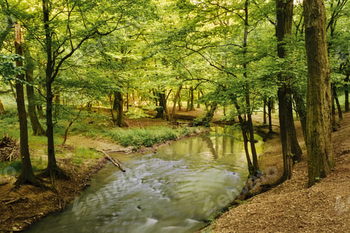 Preview: Stream on the spring forest