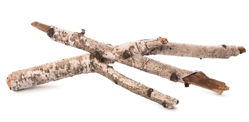 Preview: Trunks of a birch