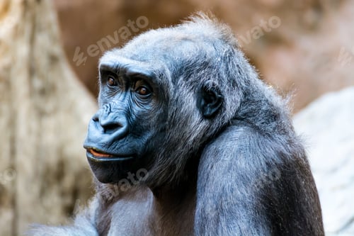 Preview: Closeup shot of a gorilla on blurred background