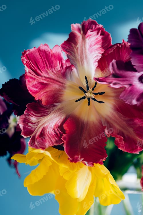 Preview: Bunch of Parrot Style Tulips