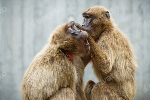 Preview: Gelada baboons grooming each other in a natural setting