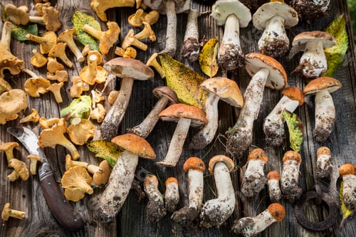 Preview: Noble mushrooms straight from forest. Noble and yellow mushrooms.