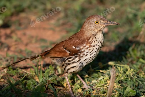 Preview: Brown Thrasher