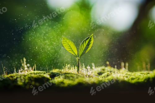 Preview: Small tree on the ground covered with moss, nature and environment background