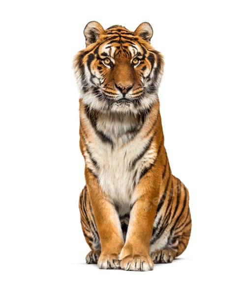 Preview: Tiger isolated