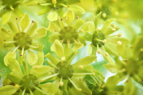 Preview: Background macro and biological texture.