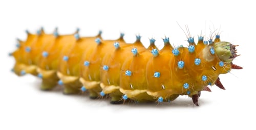 Preview: Caterpillar of the Giant Peacock Moth, Saturnia pyri, in front of white background