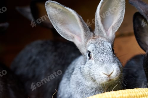 Preview: Gray and black bunny rabbits eating ear of corn, closeup