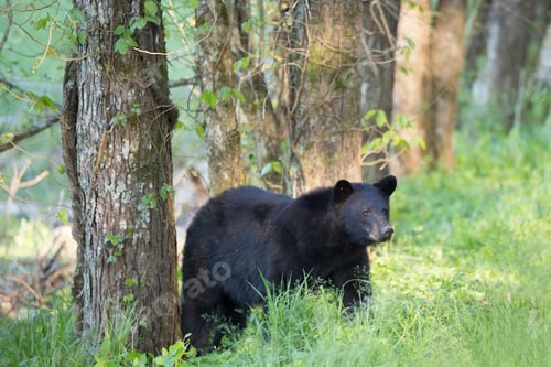 Preview: Wild black bear at Cades Cove in the Great Smokey Mountains National Park