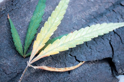 Preview: Leaf marijuana on wood
