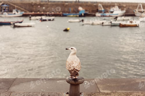 Preview: Seagulls at the Pier