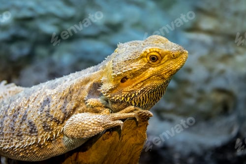 Preview: Bearded Dragon (Pogona vitticeps)