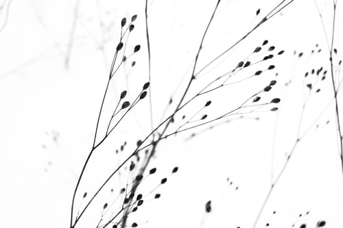 Preview: Minimalistic nature trough the winter