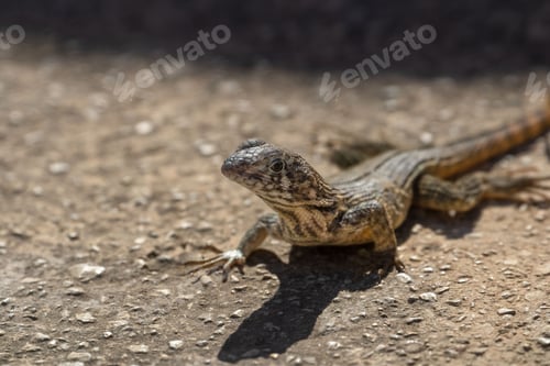 Preview: a lizard that is sitting in the dirt by itself on a ground