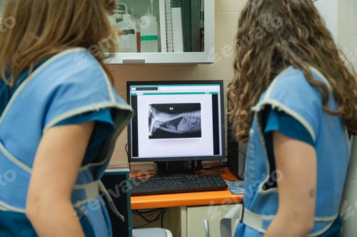Preview: Veterinarians analyzing pet x-ray for health diagnosis