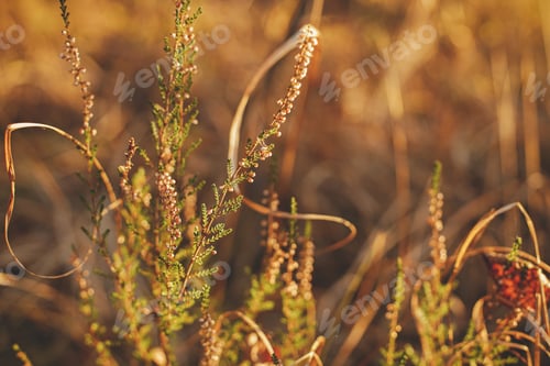 Preview: Beautiful wild heather in evening sunlight, close up. Autumnal background. Calluna vulgaris