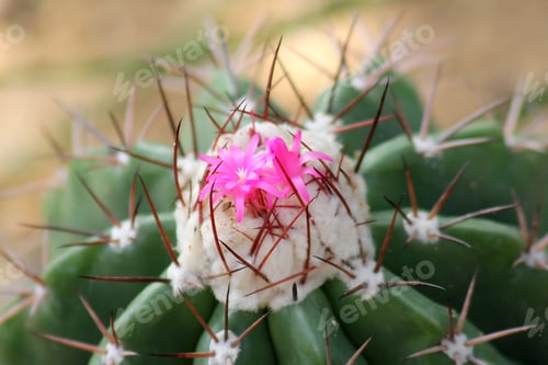 Preview: Blooming Pink Flowers on a Green Cactus Plant