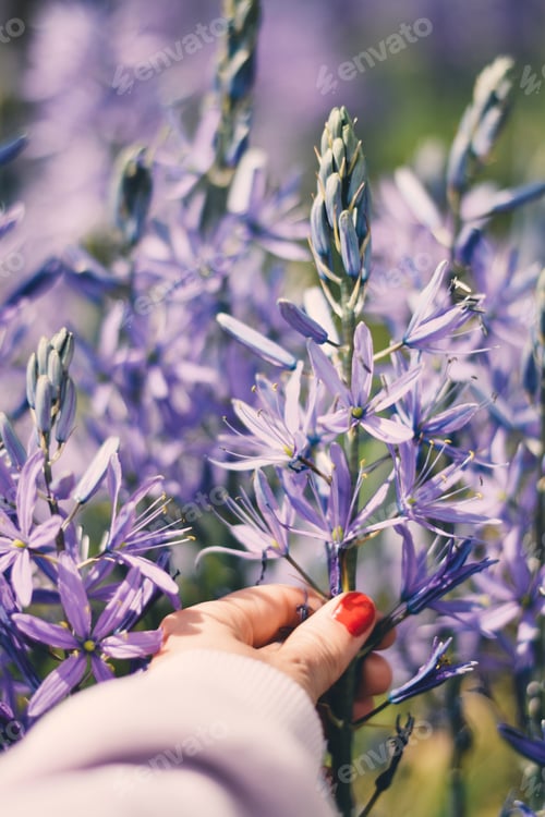 Preview: Woman’s hand holding Indian hyacinth in flowers field