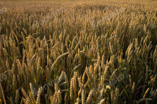 Preview: Wheat, rye field. Ears of golden wheat, rye. Rural landscapes under sunlight.