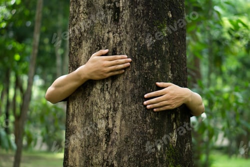 Preview: Human hand give hug to tree in forest.Concept of global problem of carbon dioxide and global warming