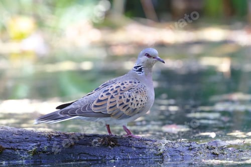 Preview: Closeup of an oriental turtle dove standing on wood in a lake under the sunlight at daytime