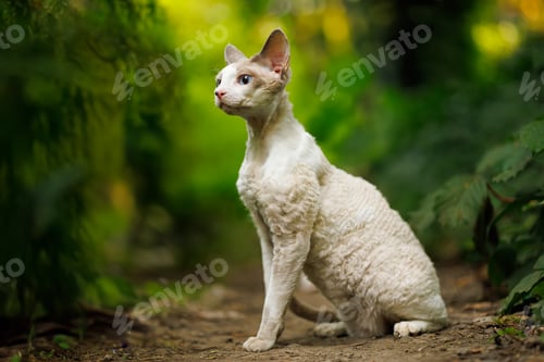 Preview: An adorable white cat and his walk in the woods