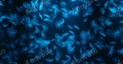 Preview: Jelly fish swim in water tank