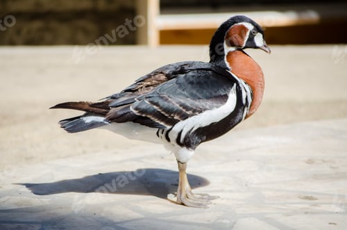 Preview: Red-breasted goose standing on sunlit pavement