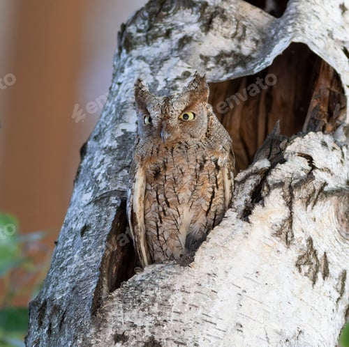 Preview: Eurasian scops owl, Otus scops. The bird sits at the entrance to the nest, guarding its chicks