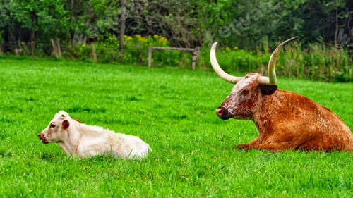 Preview: Resting cattle