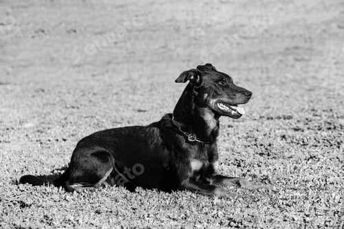 Preview: training of french shepherd
