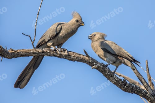 Preview: Grey go away birds couple