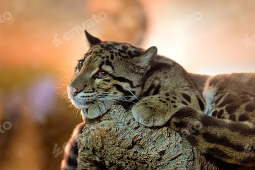 Preview: Young clouded leopard