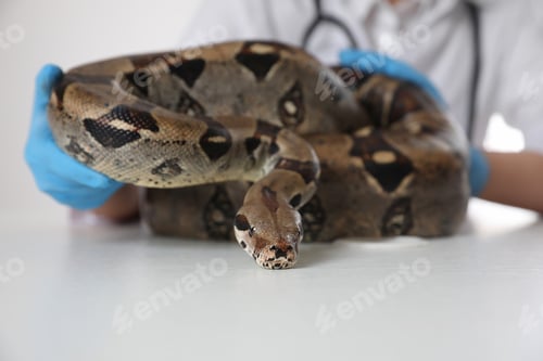 Preview: Female veterinarian examining boa constrictor in clinic, closeup