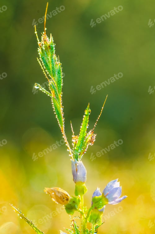 Preview: Fresh green grass with dew drops closeup. Nature Background