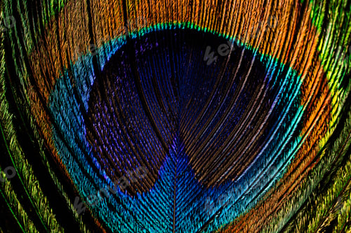 Preview: Macro view peacock feather showing detailed eye pattern and fibers.Tropical bird