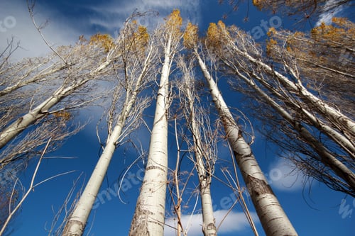 Preview: poplar trees towards the sky
