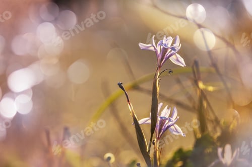Preview: Wild flowers