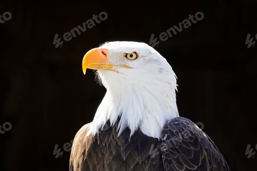 Preview: Portrait of a bald eagle isolated on a dark background