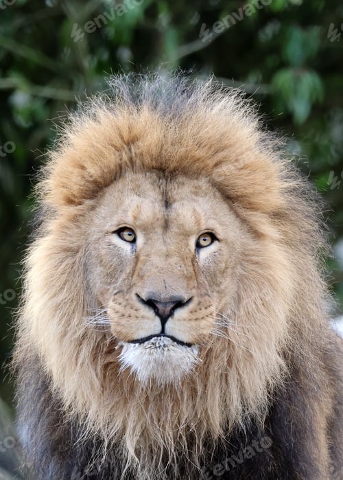 Preview: Lion (Panthera Leo) close up view